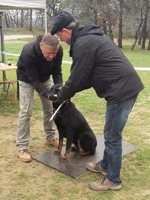 Des Gardiens D'anaflore - Régionale d'Élevage - Mazaugues (83) - 03/04/2016