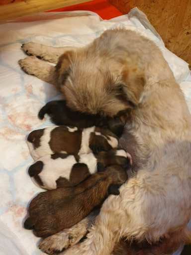 Des Gardiens D'anaflore - Shih Tzu - Portée née le 05/08/2021