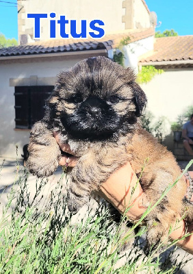 Des Gardiens D'anaflore - Shih Tzu - Portée née le 06/07/2022