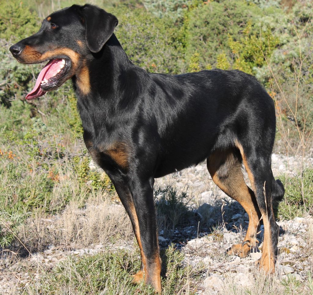 Lilou d'illaya de Pontourné