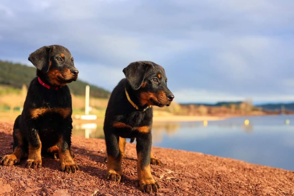 Des Gardiens D'anaflore - Les chiots Des Gardiens d'Anaflore ont rejoints leurs familles