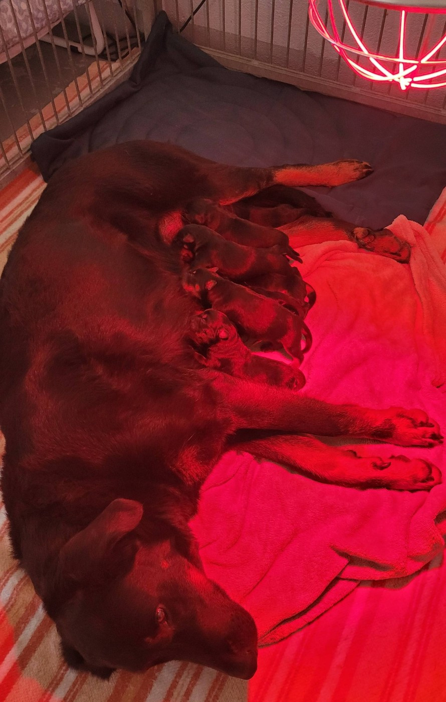 Des Gardiens D'anaflore - Arrivée des chiots de Tiana des Gardiens d'Anaflore et Ommage des Feux de l'Ange
