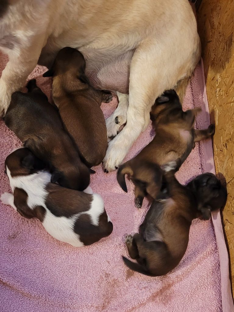 Des Gardiens D'anaflore - Arrivée des chiots de Puppy et Jack