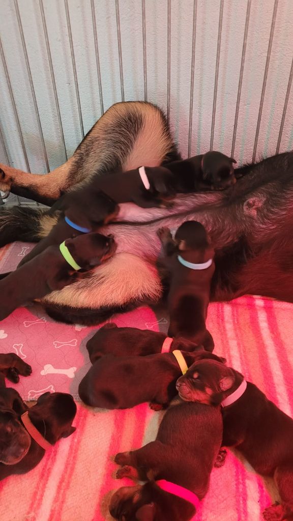 Arrivée des chiots de Shelby et N'Mannix