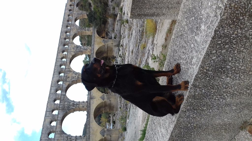 N'Mannix du Grand Buech