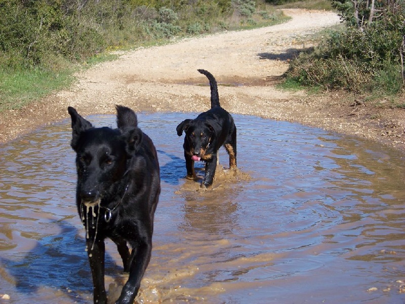 Les chiens